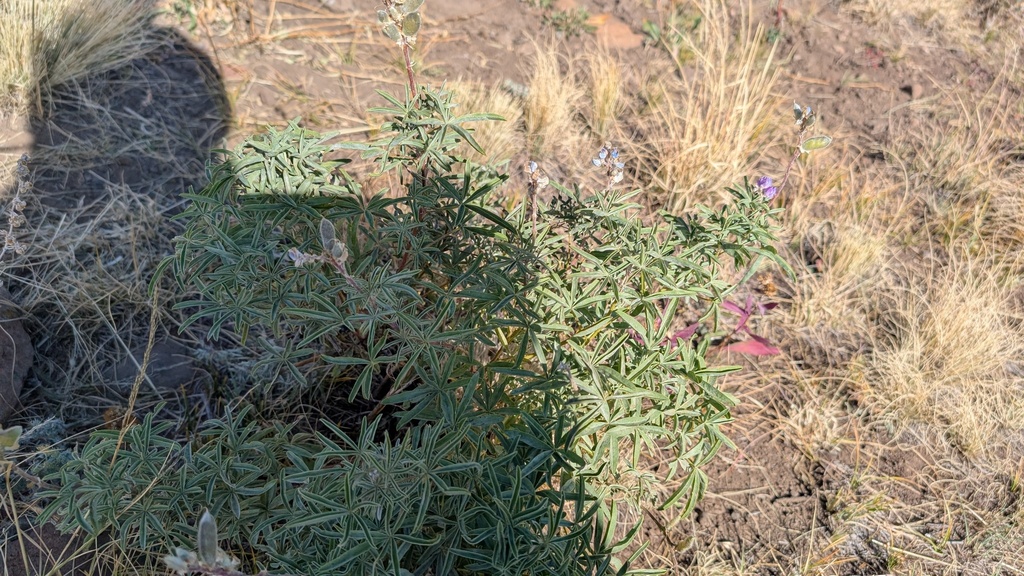Lupinus argenteus; photograph author not stated, no rights reserved