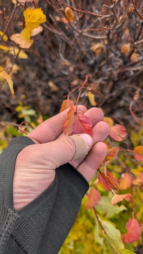 Betula occidentalis, photograph 4
