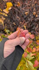 author not stated, no rights reserved Betula occidentalis, photograph author not stated, no rights reserved