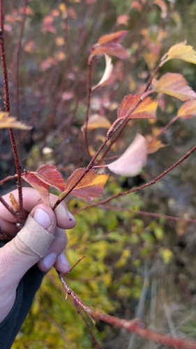 Betula occidentalis, photograph 5