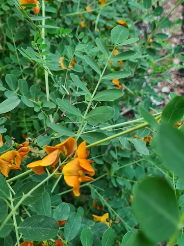 Colutea arborescens