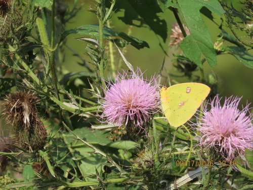 Cloudless Sulphur