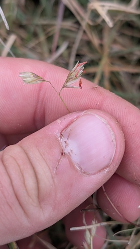 Bouteloua dactyloides