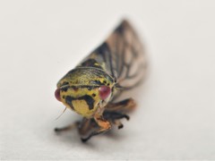 Oncopsis