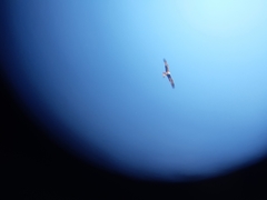 Milvus migrans
