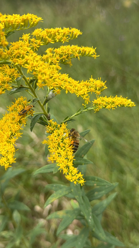 Western Honey Bee