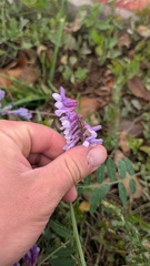 Vicia villosa, photograph author not stated, no rights reserved