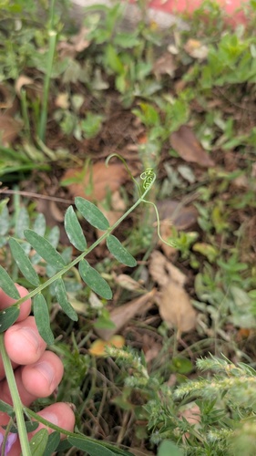 Vicia villosa, photograph 5