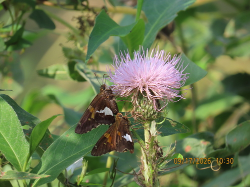 Silver-spotted Skipper