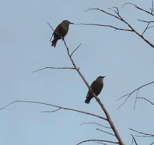 European Starling