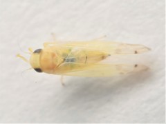 Ribautiana