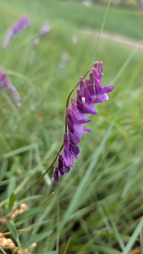 Vicia villosa, photograph 2