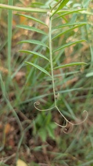 Vicia villosa, photograph author not stated, no rights reserved