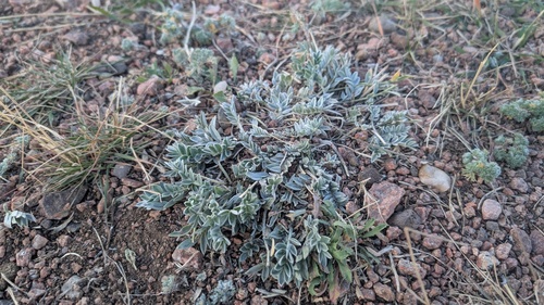 Oxytropis sericea