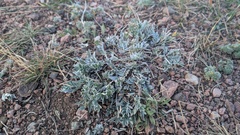 Oxytropis sericea