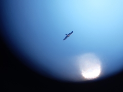 Milvus migrans