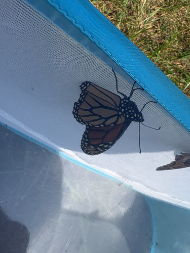 Monarch