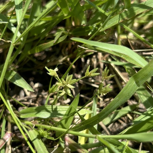 Cyperus pumilus observed 2026-09-16