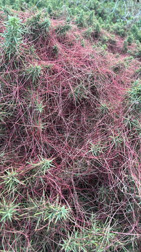 Cuscuta epithymum, photograph 5
