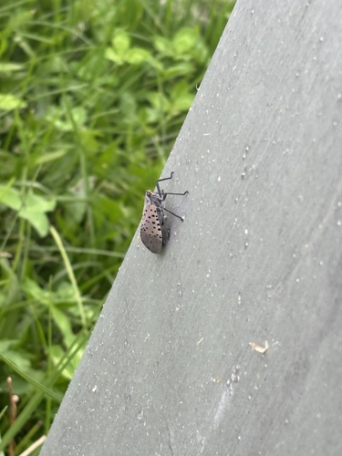 Spotted Lanternfly