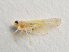 Ribautiana