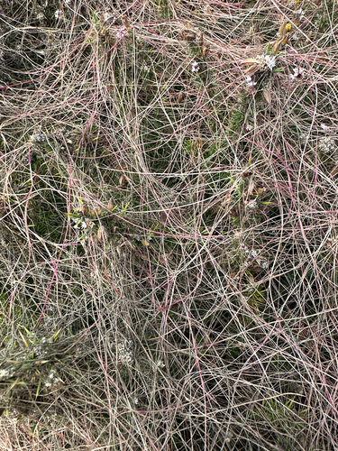 Cuscuta epithymum, photograph 4