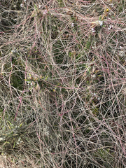 Cuscuta epithymum, photograph author not stated, no rights reserved