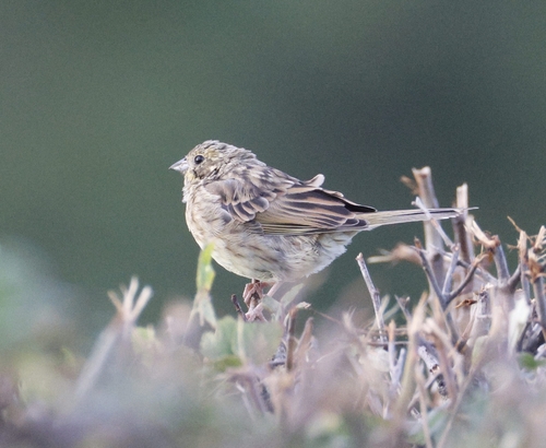 Yellowhammer