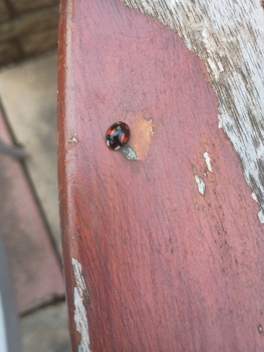 Asian Lady Beetle