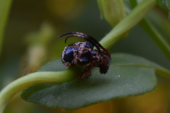 Tessarecphora arachnoides