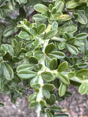 Pickeringia montana