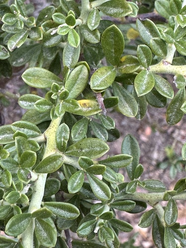 Pickeringia montana, photograph 2