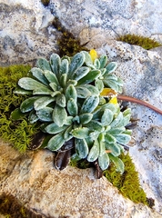 Saxifraga crustata