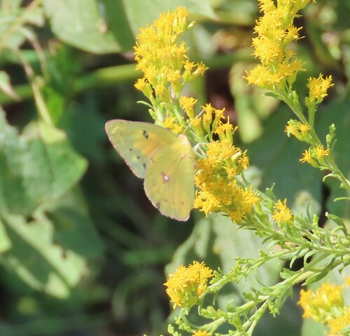 Orange Sulphur