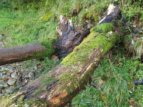 European ash