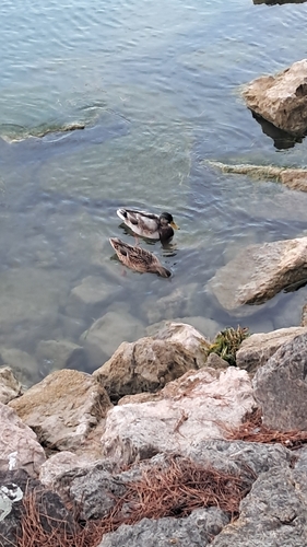 Mallard