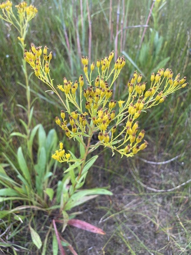Ohio Goldenrod