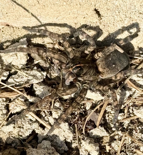 Georgia Wolf Spider