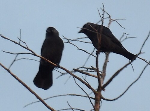 Eurasian Jackdaw