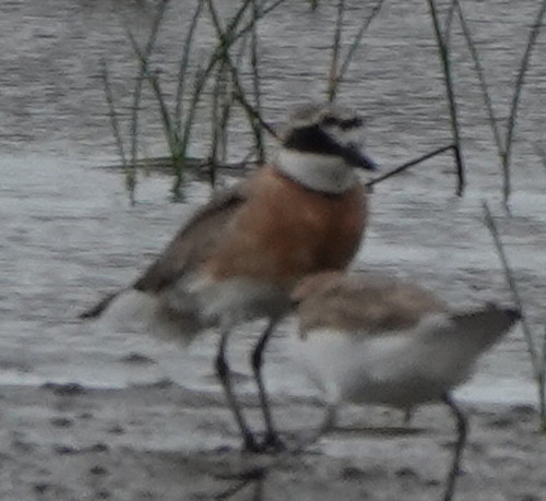 Siberian Sand-Plover