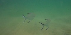 Trachinotus baillonii