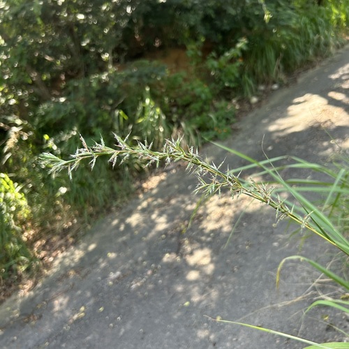 Cymbopogon tortilis observed 2026-09-16