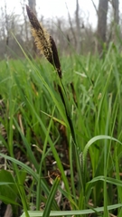 Carex lacustris