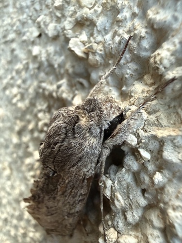 Convolvulus Hawkmoth