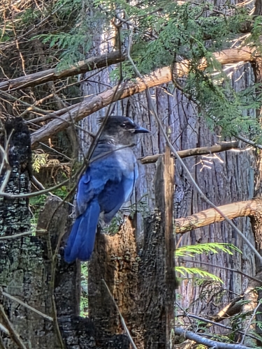 Steller's Jay