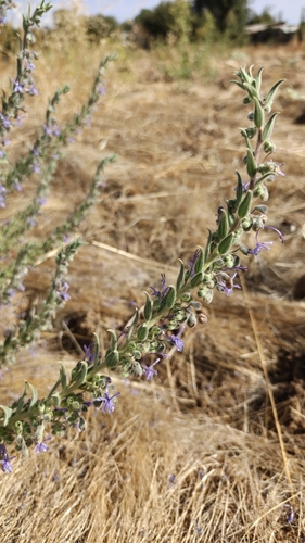 Vinegar Weed
