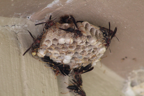 Metric Paper Wasp