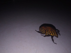 Gymnetis stellata