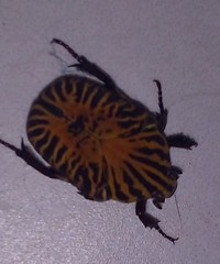Gymnetis stellata