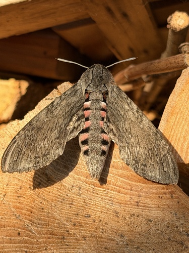 Convolvulus Hawkmoth